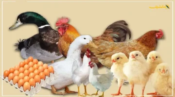 تراجع ملحوظ.. أسعار الدواجن والبيض اليوم السبت في الأسواق تخالف التوقعات تطور جديد 1